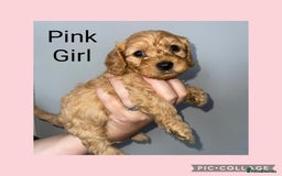 Cavapoo dogs for sale: Beautiful Cavapoo Puppies – 7 Girls & 4 Boys  - Image 2