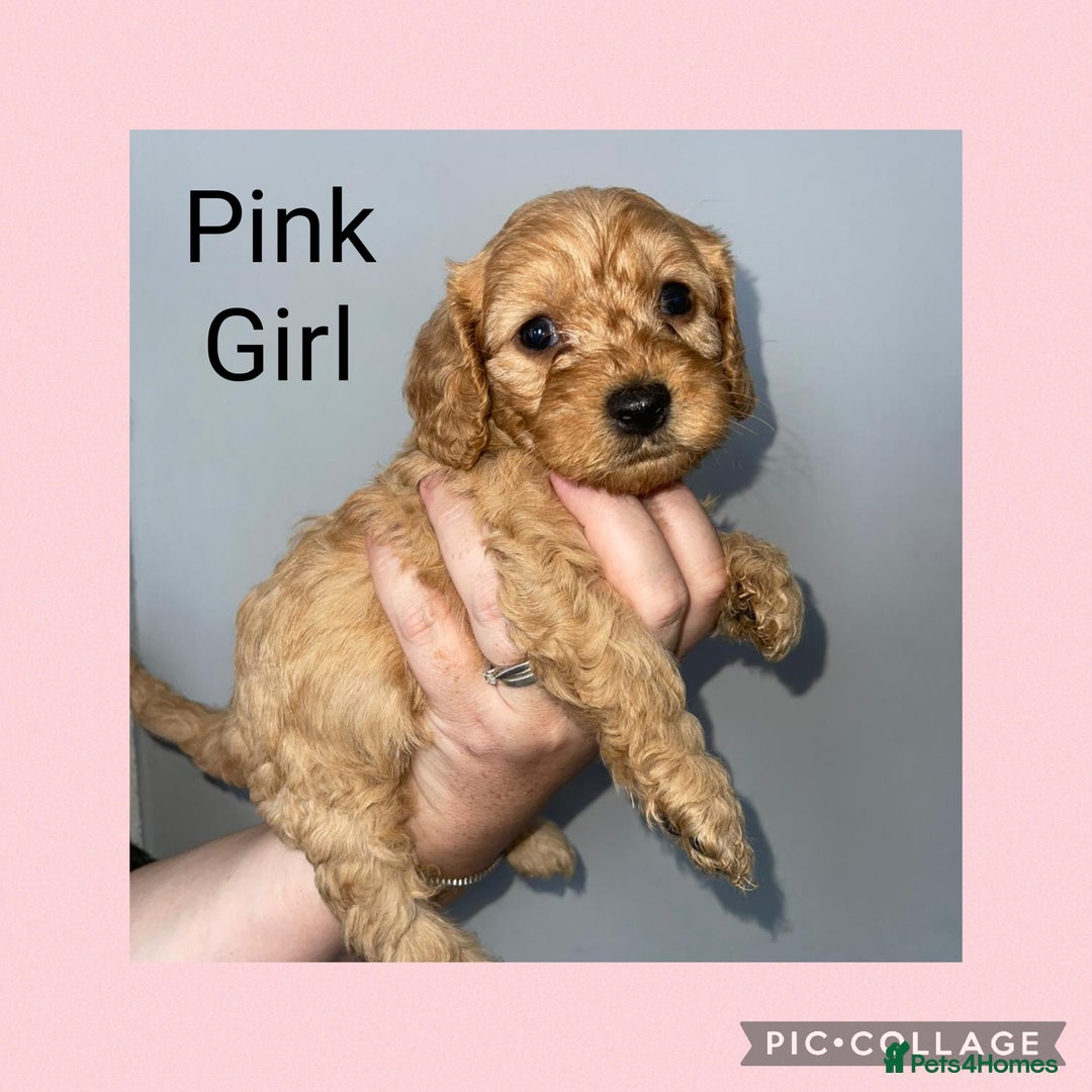 Cavapoo dogs for sale: Beautiful Cavapoo Puppies – 7 Girls & 4 Boys  - Image 2