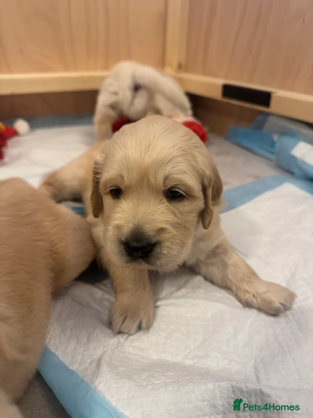 Golden Retriever dogs for sale: Beautiful KC registered Golden Retriever puppies - Advert 6