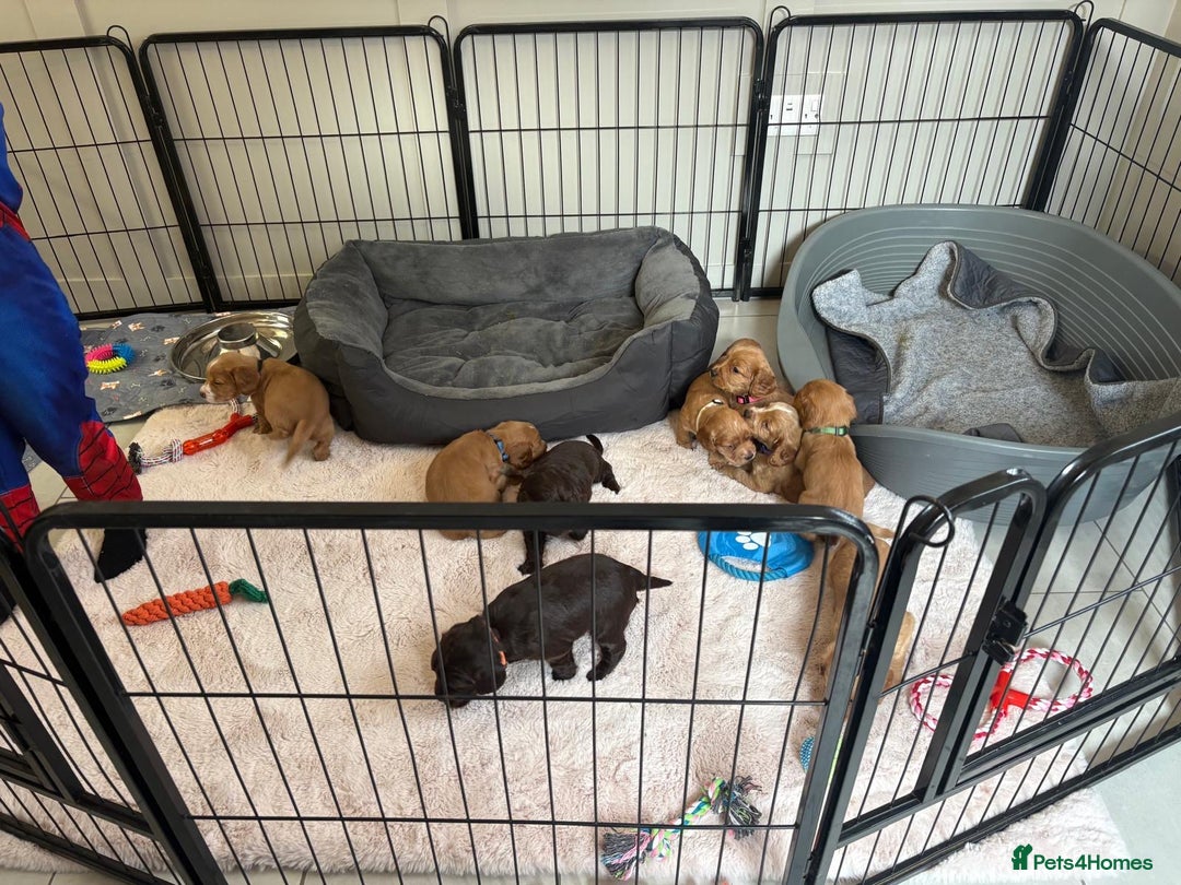 Cocker Spaniel dogs for sale: Kc reg cocker spaniels with 5 weeks insurance  - Advert 23