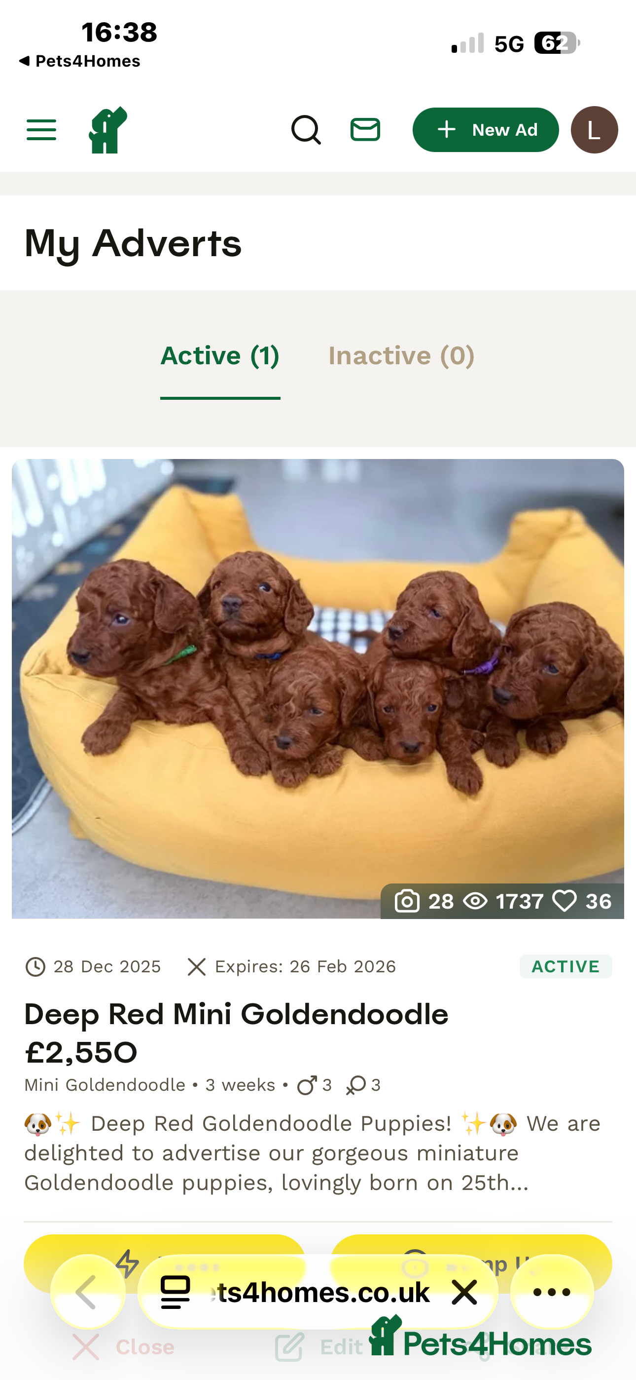 Mini Goldendoodle dogs Miniature Goldendoodle Deep Red - Advert 1