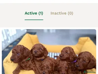 Mini Goldendoodle dogs Miniature Goldendoodle Deep Red - Advert 1