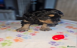 Cockapoo dogs for sale: Cockerpoo  - Image 13