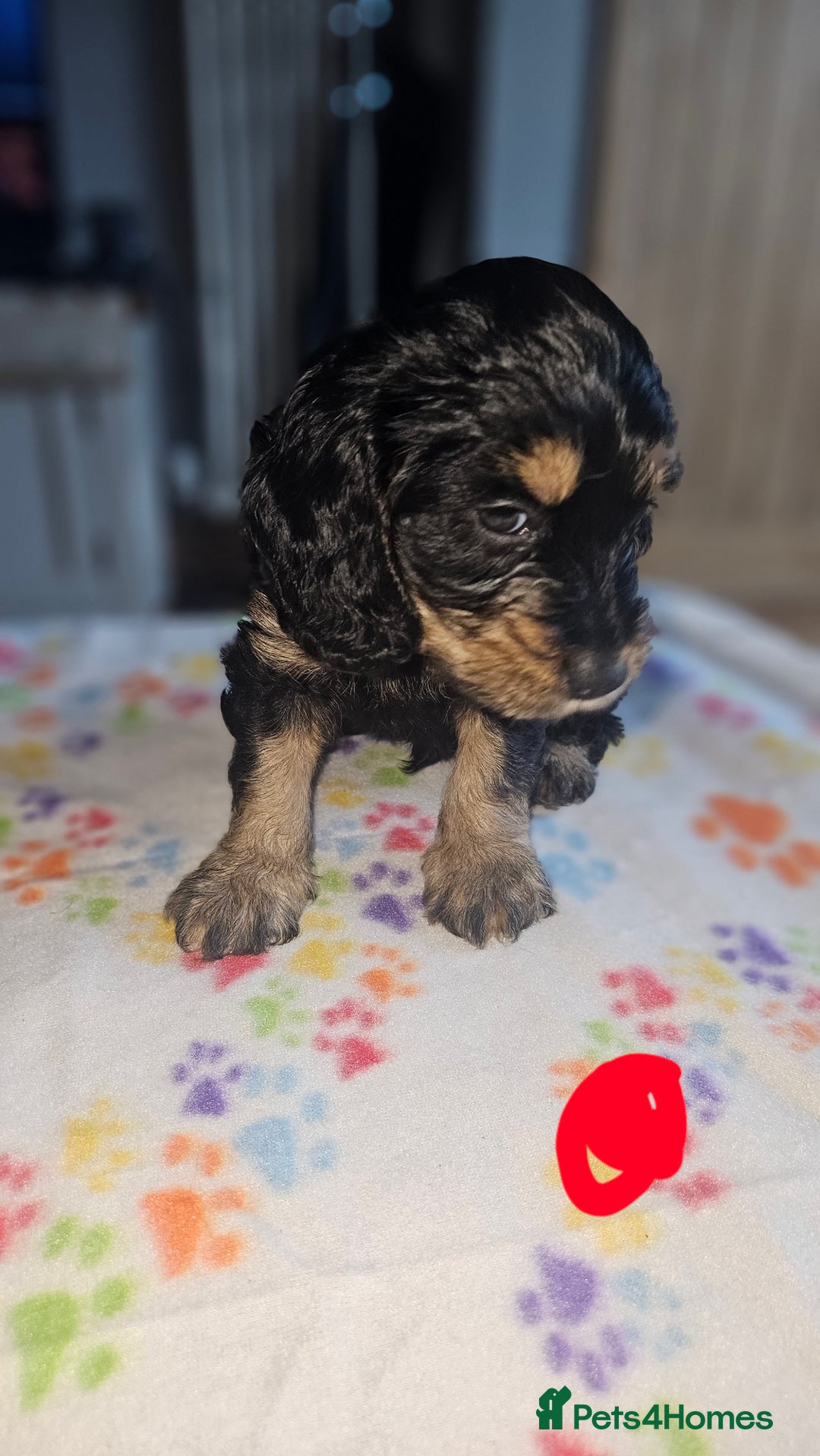 Cockapoo dogs for sale: Cockerpoo  - Image 13