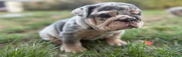 English Bulldog dogs for sale: Stunning KC reg English Bulldog puppies. in Newbury - Advert 13