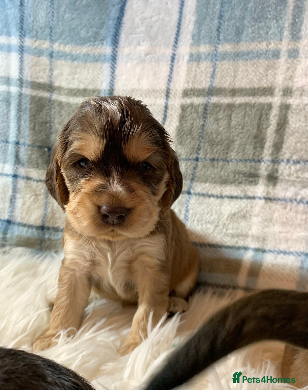 Cocker Spaniel dogs for sale: Show type cocker spaniel puppy’s PRA Clear  - Advert 17