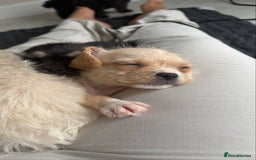 Mixed Breed dogs for sale: 6 fluffy frenchie cross puppies - Image 14