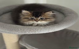 Scottish Fold cats for sale: Lovely Scottish Straight Kittens Ready fo Families - Advert 11