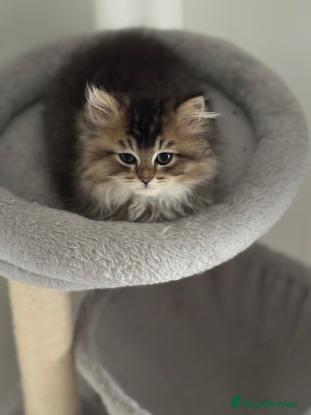 Scottish Fold cats for sale: Lovely Scottish Straight Kittens Ready fo Families - Advert 11