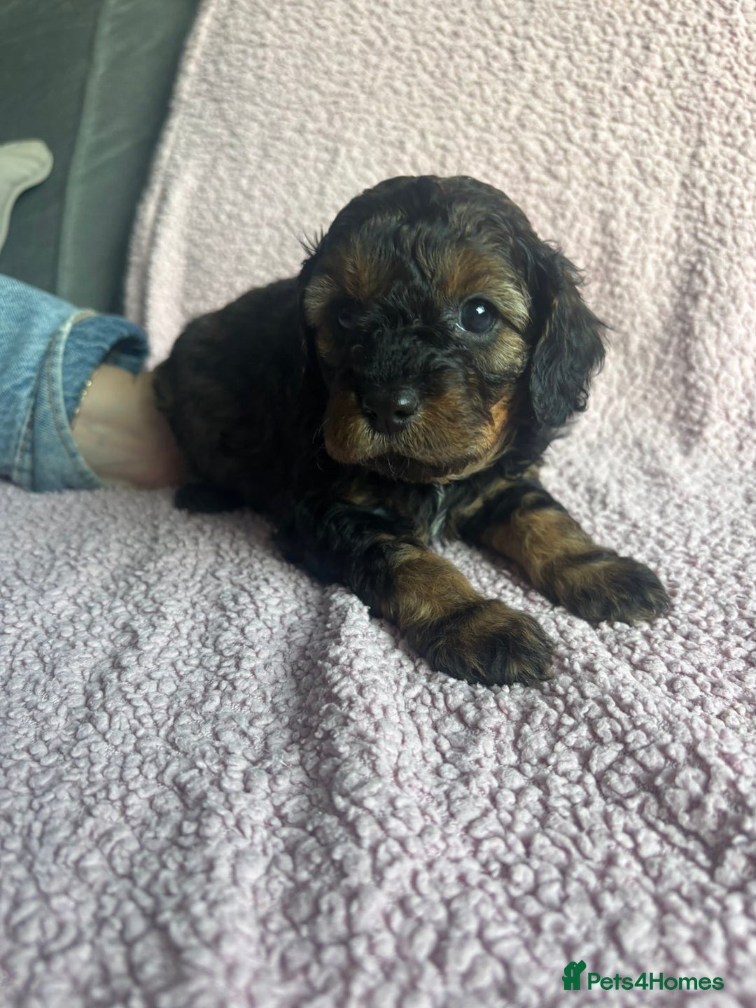 Cavapoo dogs for sale: ⭐️CAVAPOO F1B PUPPIES⭐️ - Image 10