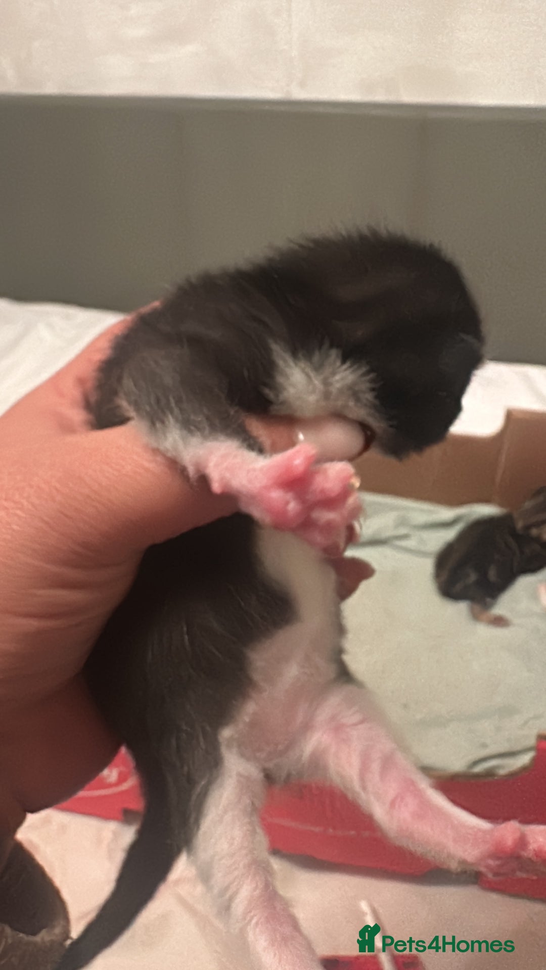 Mixed Breed cats for sale: Kittens for sale - Advert 3