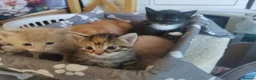 Mixed Breed cats for sale: Adorable kittens are looking for lovely home  - Advert 18