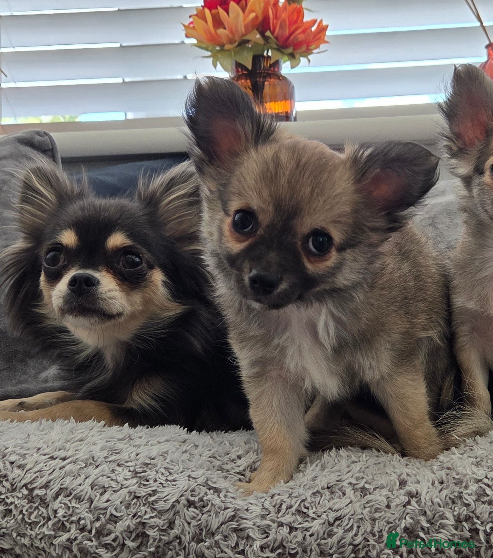 Chihuahua dogs Longhaired Chihuahua Boy - Rare Wolf Sable coat - Advert 4