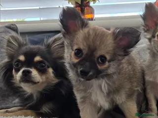 Chihuahua dogs Longhaired Chihuahua Boy - Rare Wolf Sable coat - Advert 4