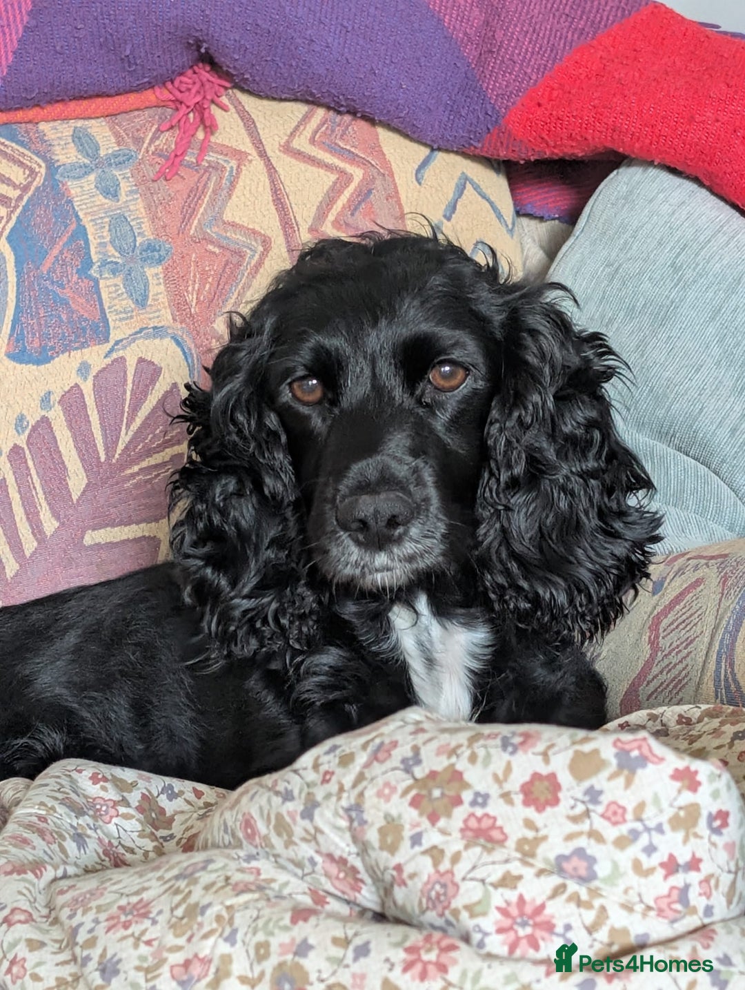 Cocker Spaniel dogs for sale: Working Cocker Spaniel puppies - Advert 2