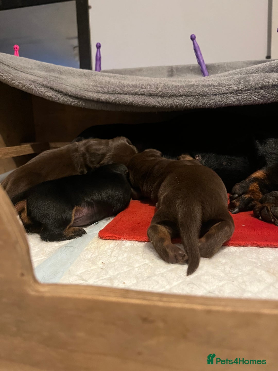 Miniature Dachshund dogs for sale: Beautiful KC miniature dachshund puppies - Advert 5