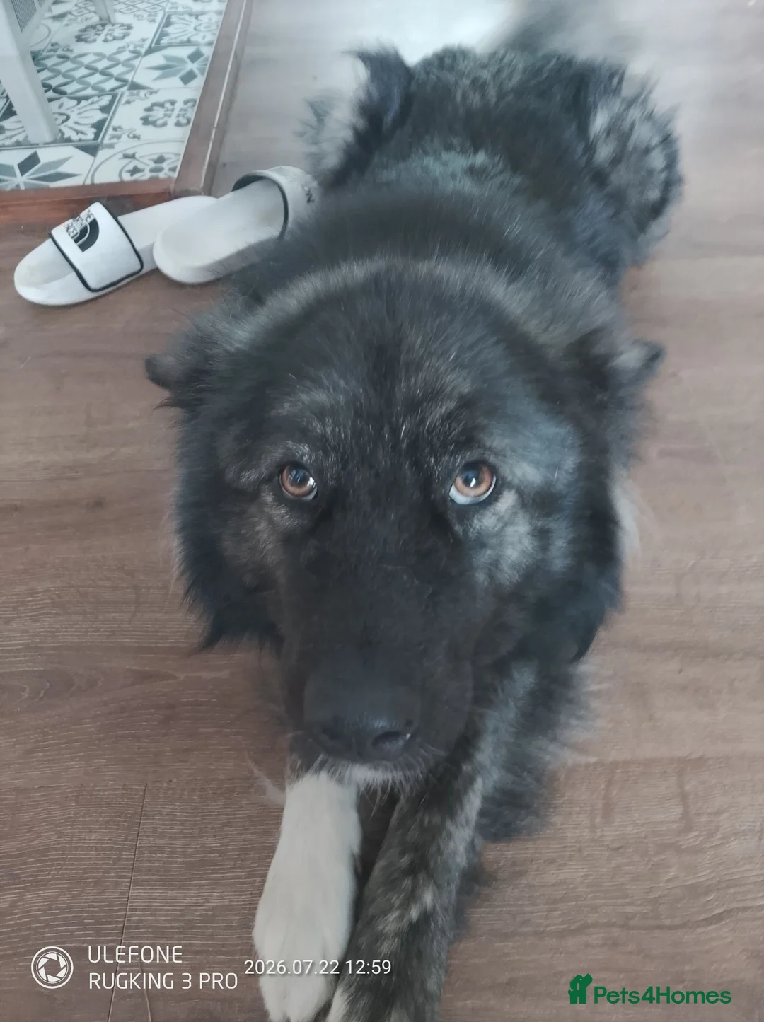 Akita dogs for sale: American Akita's  - Advert 2
