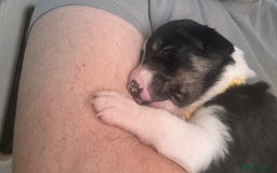 Border Collie dogs for sale: 7 beautiful border collie pups  - Advert 24