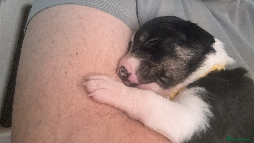 Border Collie dogs for sale: 7 beautiful border collie pups  - Advert 24