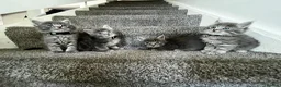 Mixed Breed cats for sale: 4 grey Tabby Kittens  - Advert 5