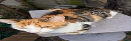Mixed Breed cats for sale: Kittens  - Advert 1
