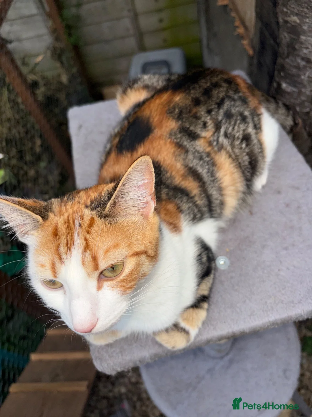Mixed Breed cats for sale: Kittens  - Advert 1