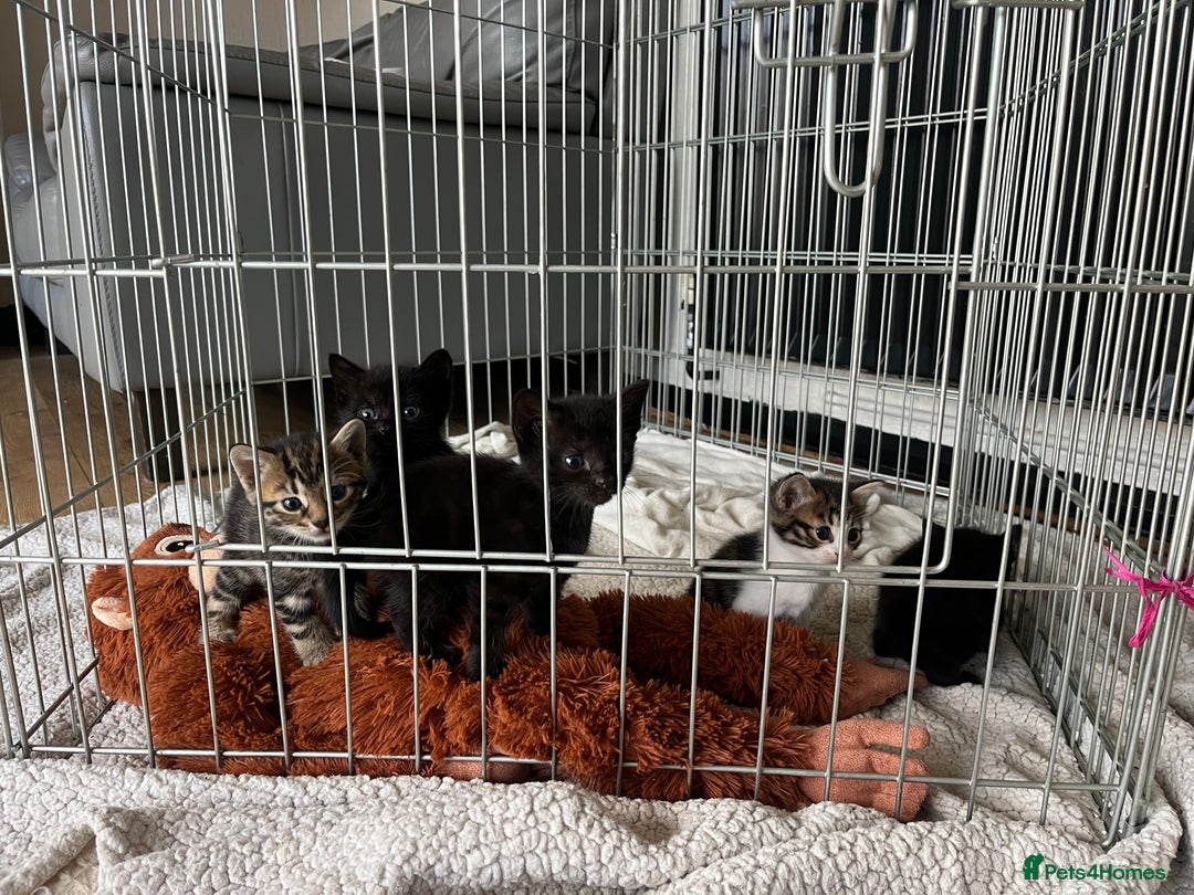 Bengal cats for sale: Adorable Kittens Looking for Their Forever Homes!  - Image 2