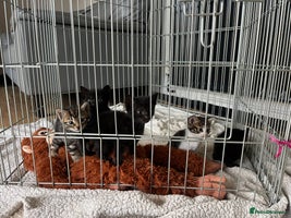 Bengal cats - Advert 3