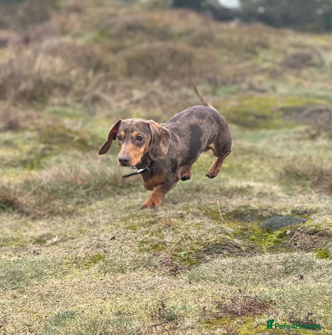 Miniature Dachshund dogs for stud: Miniature Dachshund for stud  in Keighley - Advert 4