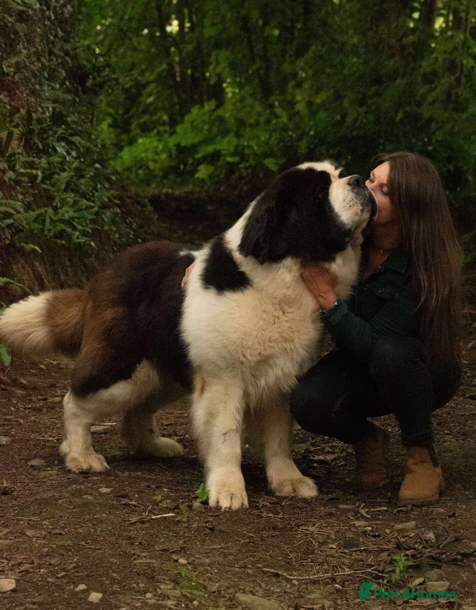 Saint Bernard dogs for sale: Pups from HIP & ELBOW scored parents  - Advert 7