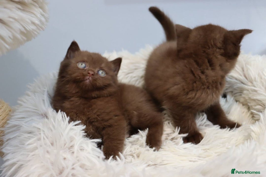 British Shorthair cats for sale: Stunning BHS Champions blood lines kittens  - Advert 18