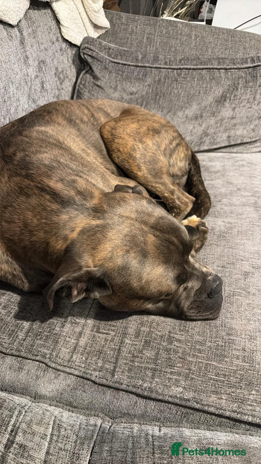 Cane Corso dogs for sale: 11 month old cane corso - Advert 2