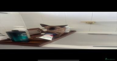 Sphynx cats - Advert 11