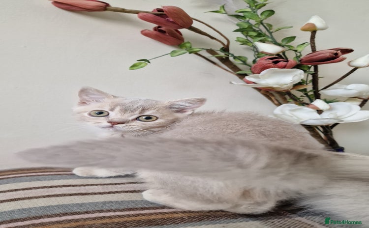 British Shorthair cats - Advert 7