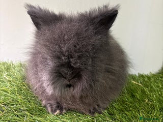 Lionhead rabbits Beautiful double mained Lionhead babies - Advert 17