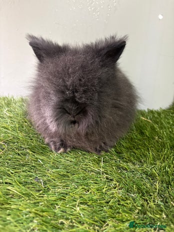 Lionhead rabbits Beautiful double mained Lionhead babies - Advert 1