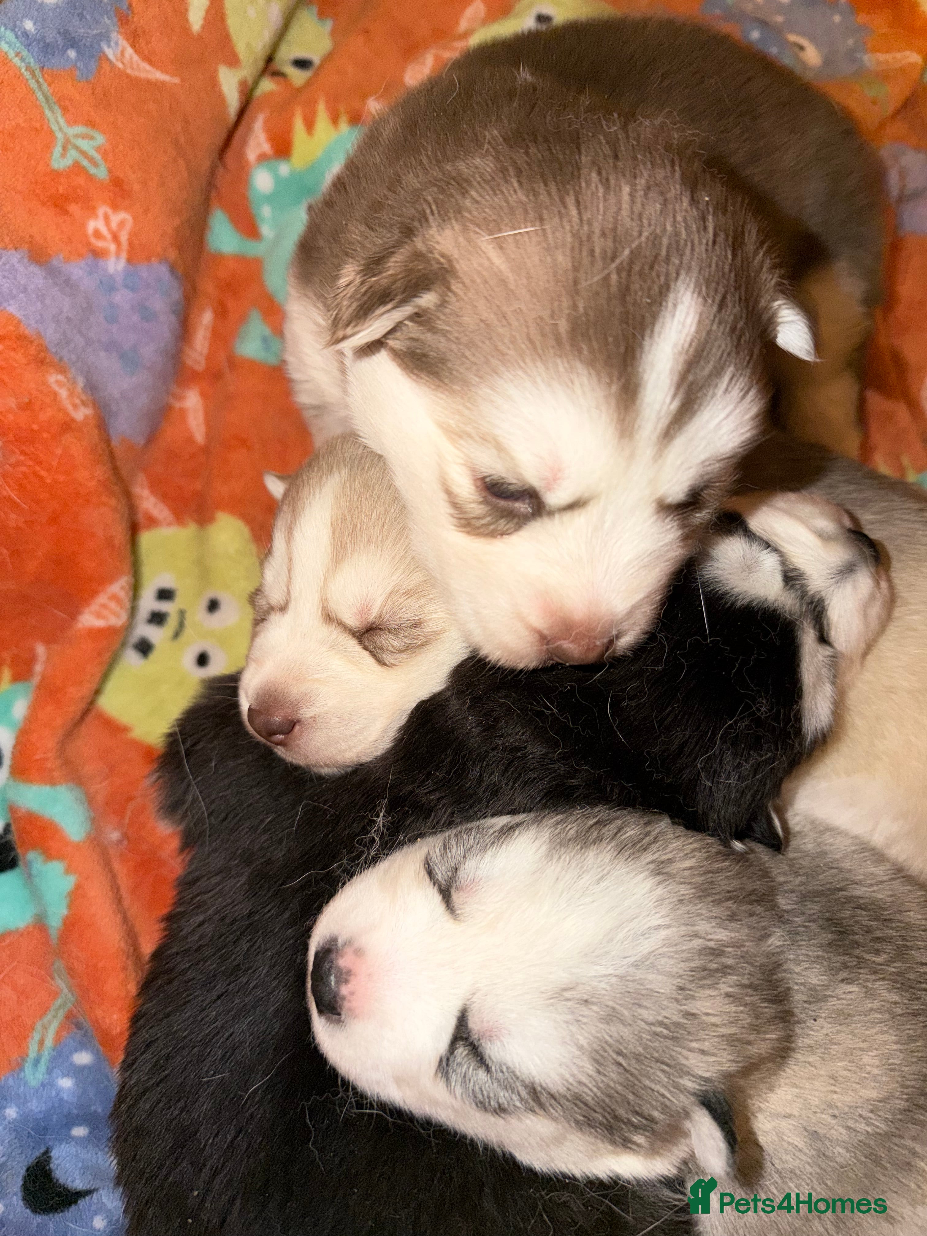 Siberian Husky dogs Husky  - Advert 9