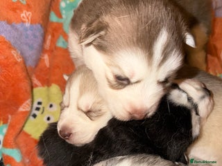 Siberian Husky dogs Husky - Advert 9