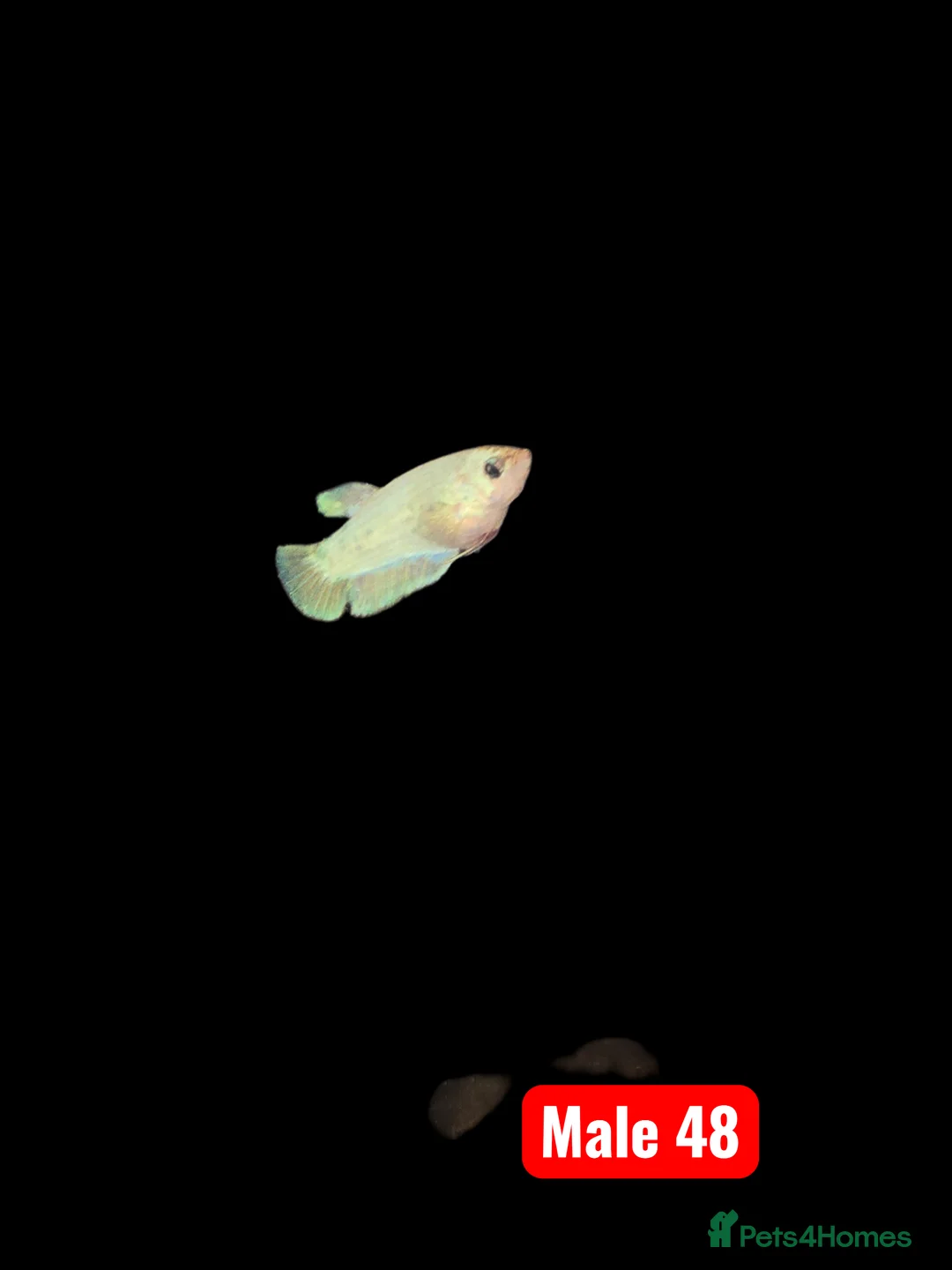 Bettas fish for sale: Betta fish - Advert 7