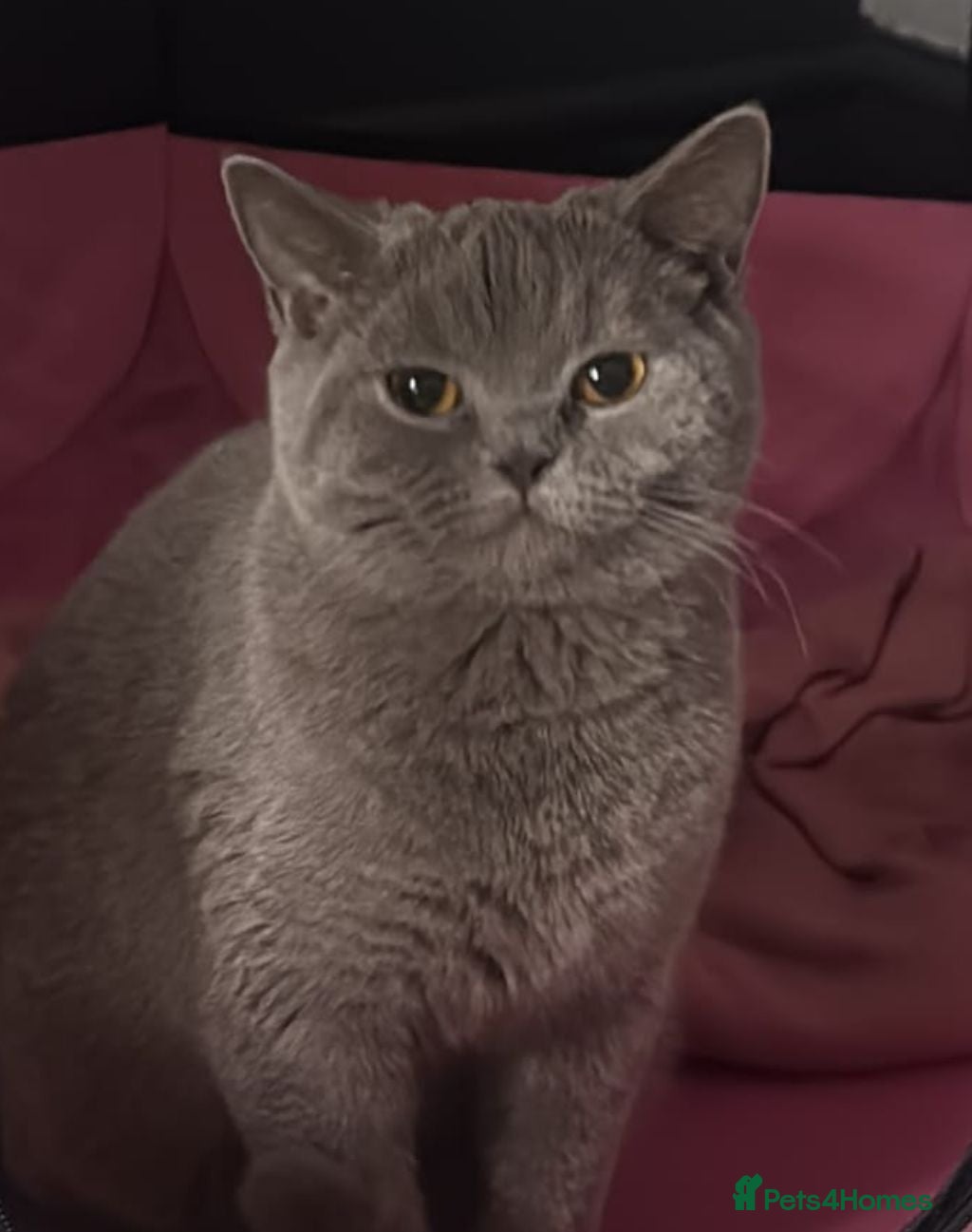 British Shorthair cats British shorthair kittens  - Advert 12