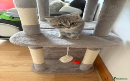 Persian cats for sale: Beautiful loving Persian Boy - Image 7