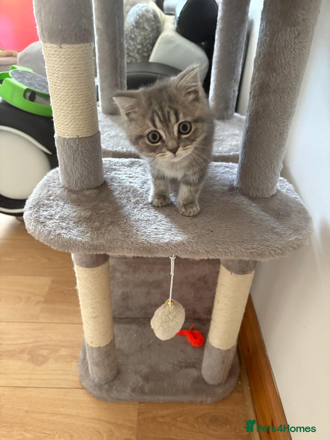 Persian cats for sale: Beautiful loving Persian Boy - Image 7