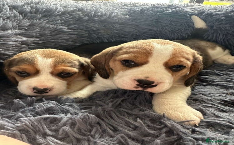Beagle dogs - Advert 1