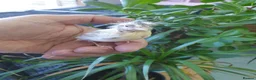 Mixed Breed birds for sale:  canary and linnet - Advert 5