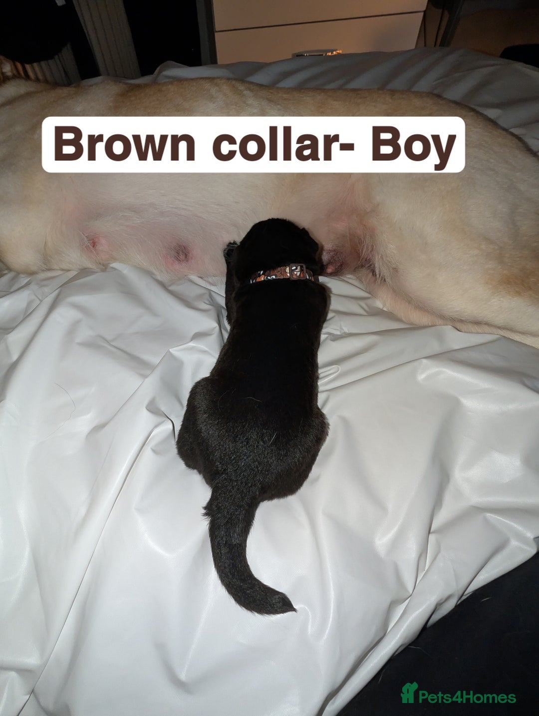 Mixed Breed dogs for sale: Gerhusky kelpie Labrador mix - Advert 16