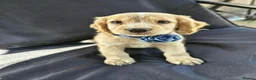 Cocker Spaniel dogs for sale: KC Reg health tested working cocker spaniel pups  - Advert 3