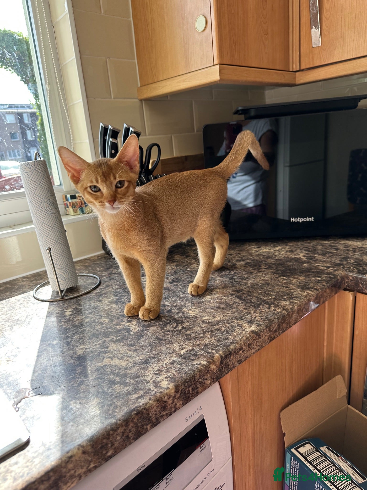 Abyssinian cats Abyssinian kittens  - Advert 1