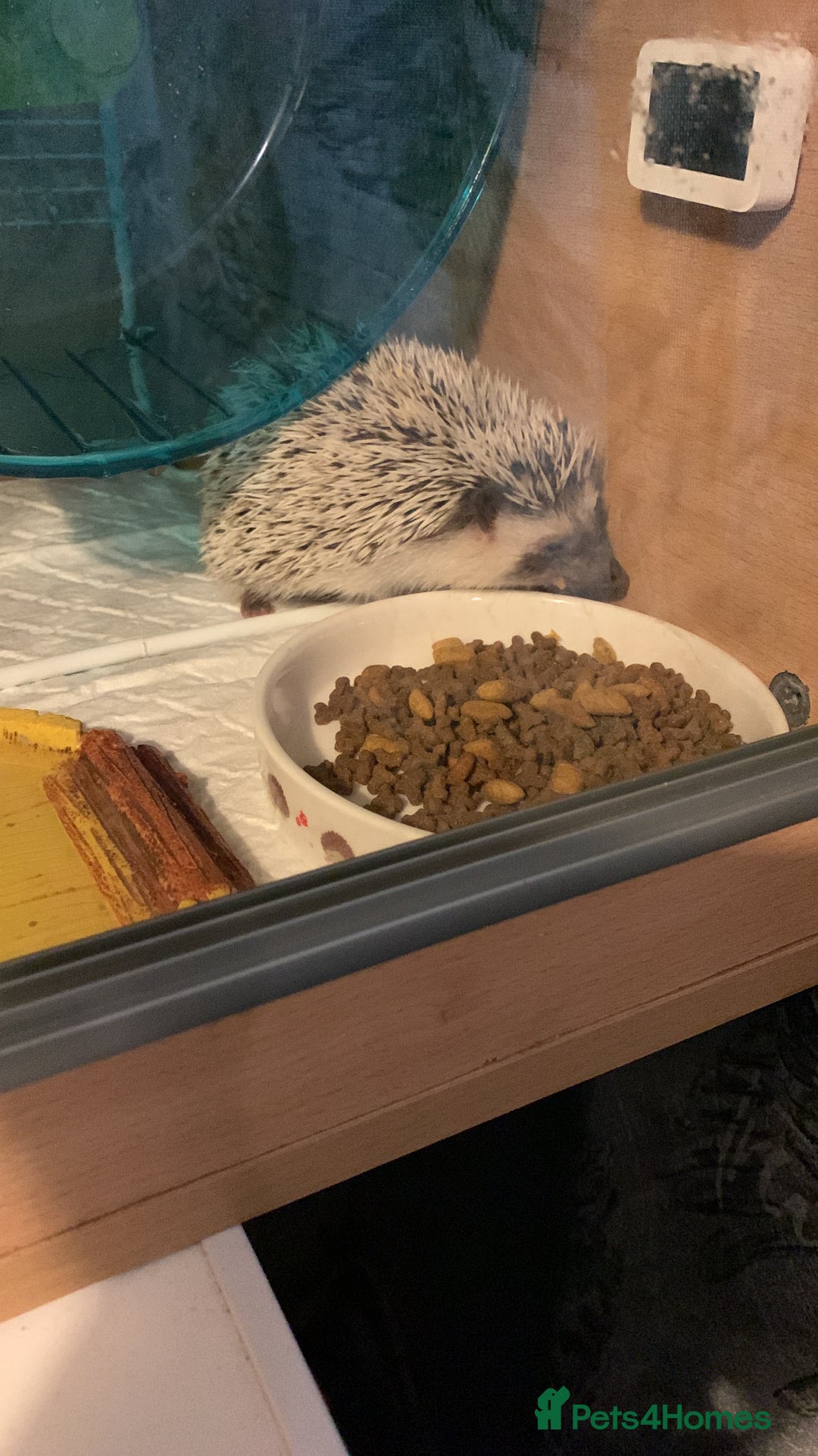 Pygmy Hedgehog rodents for sale: African Pygmy hedgehog  - Advert 2