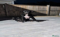 Presa Canario dogs for sale: Presa canario 5 half month old pup - Image 10