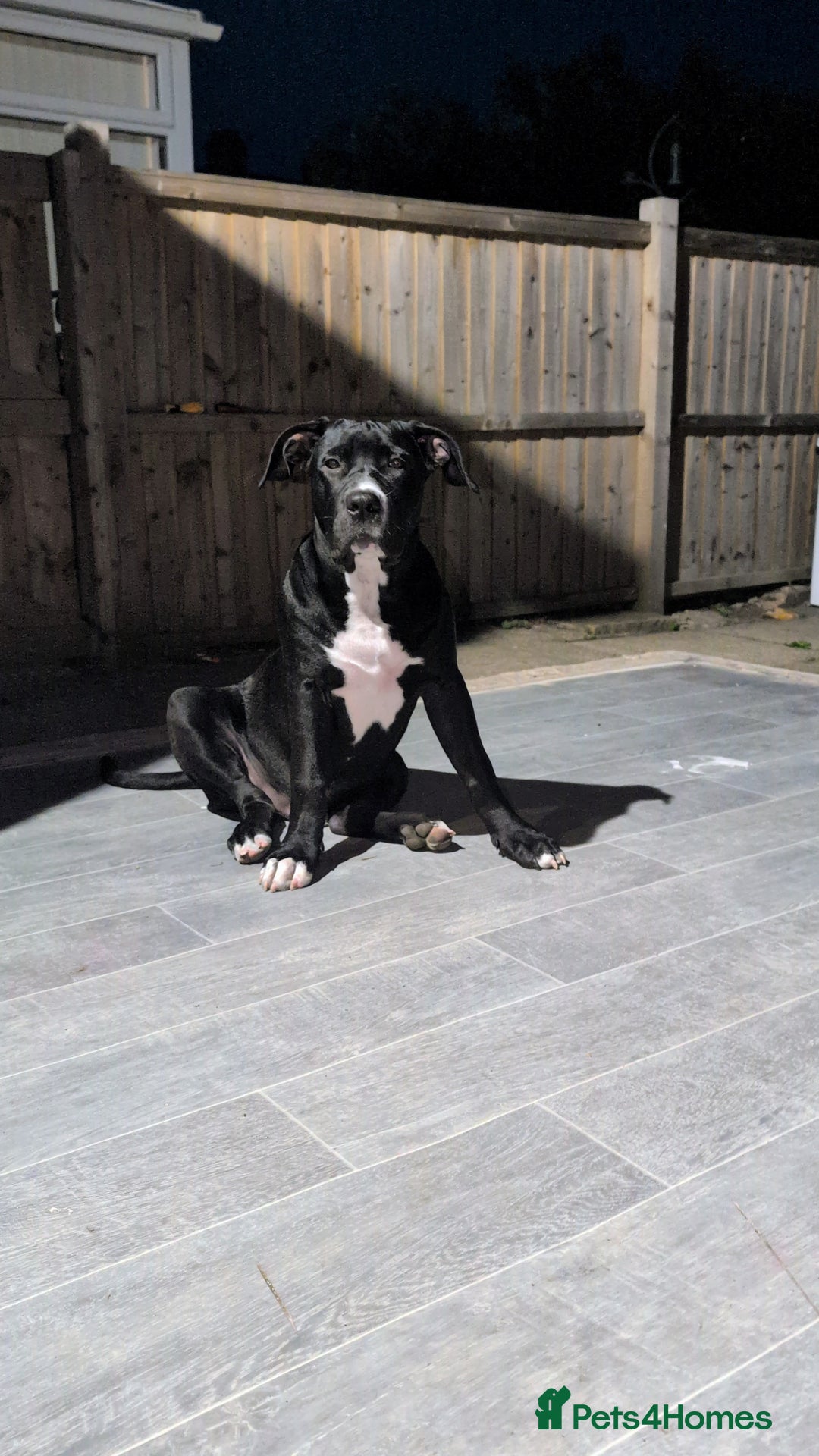 Presa Canario dogs for sale: Presa canario 5 half month old pup - Image 10